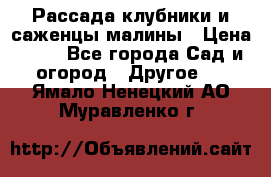 Рассада клубники и саженцы малины › Цена ­ 10 - Все города Сад и огород » Другое   . Ямало-Ненецкий АО,Муравленко г.